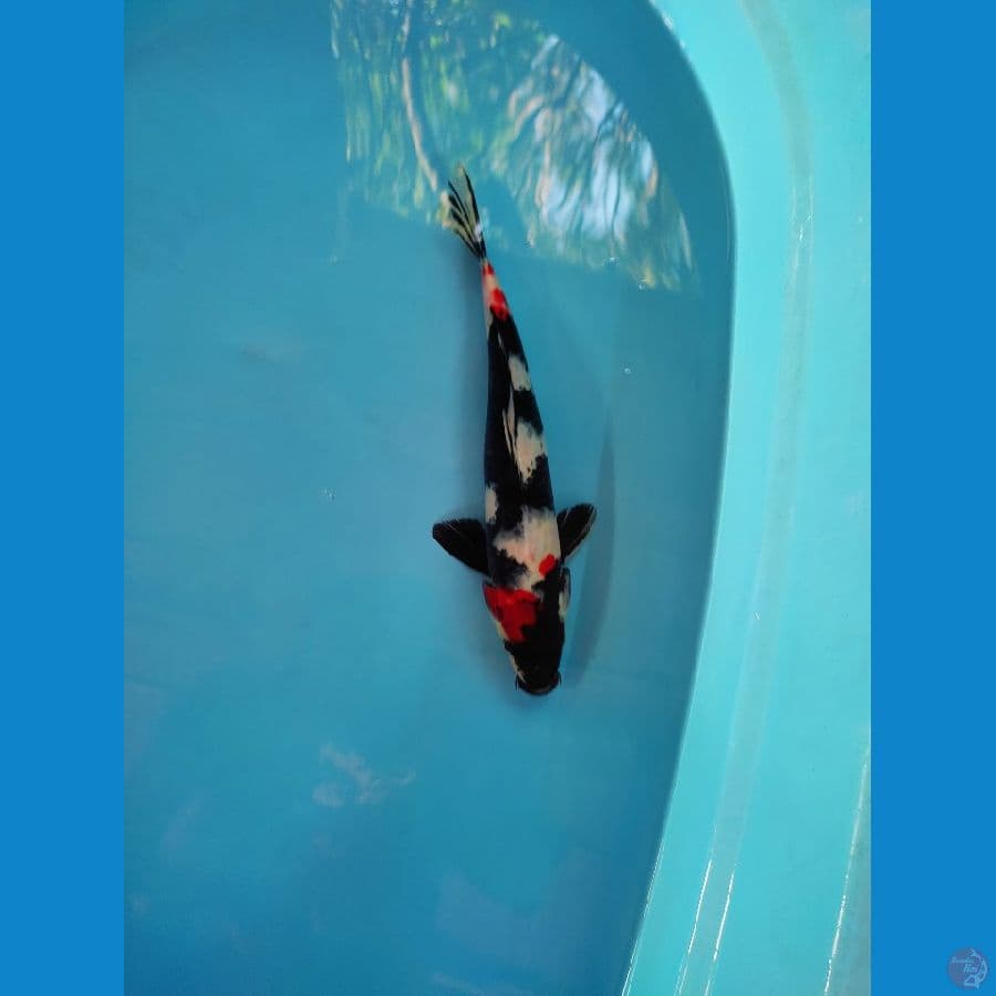 Showa 33 cm male