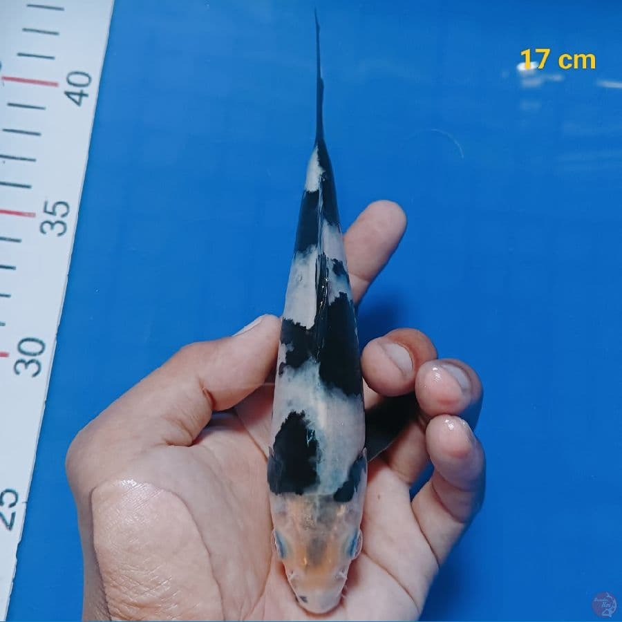 shiro rasa doit 17 cm