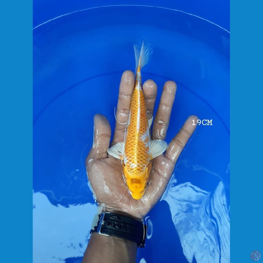 Hariwake 19CM