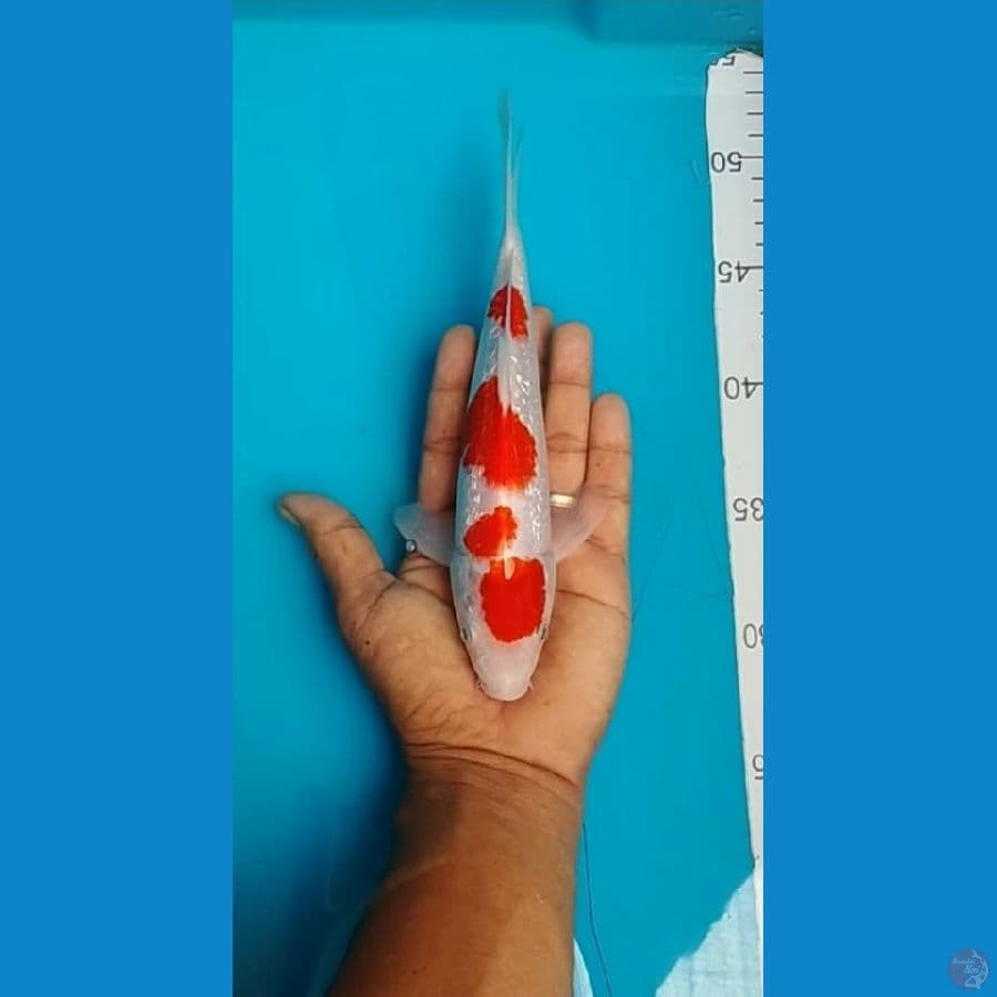 Kohaku Ginrin.