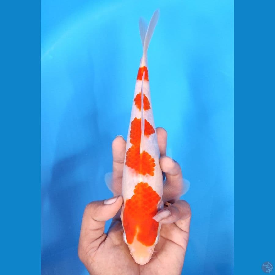 KOHAKU BAHAN KEEP ~25CM/MALE~