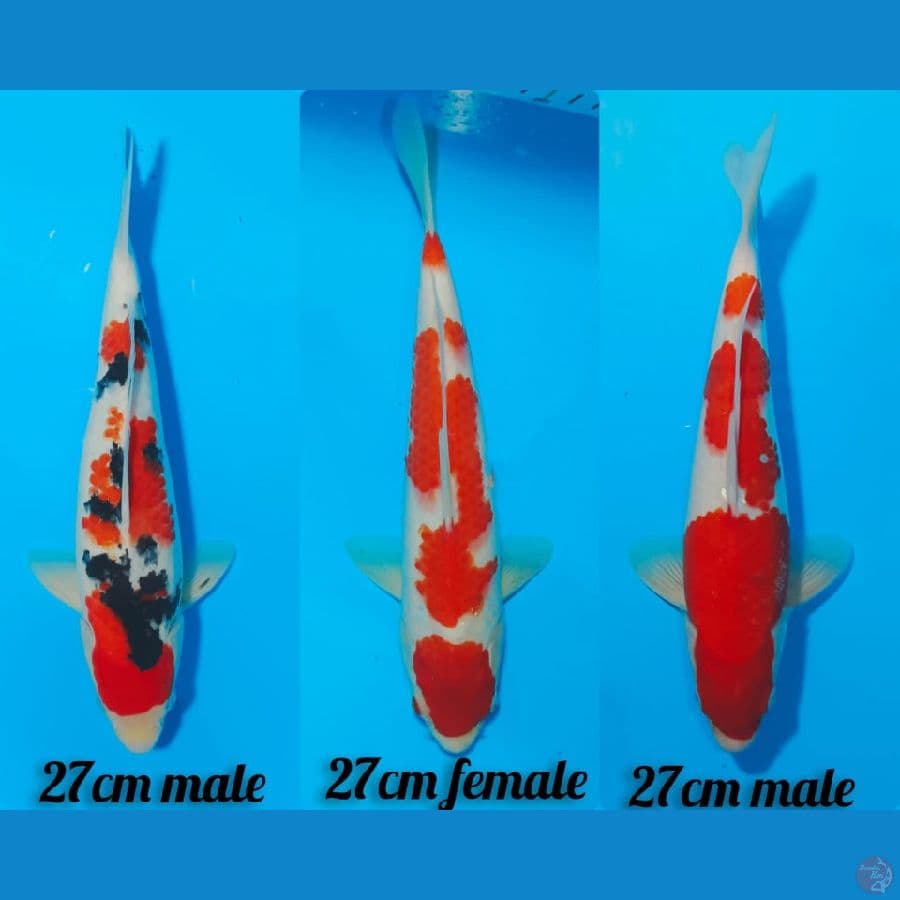 KOHAKU+SANKE 27CM