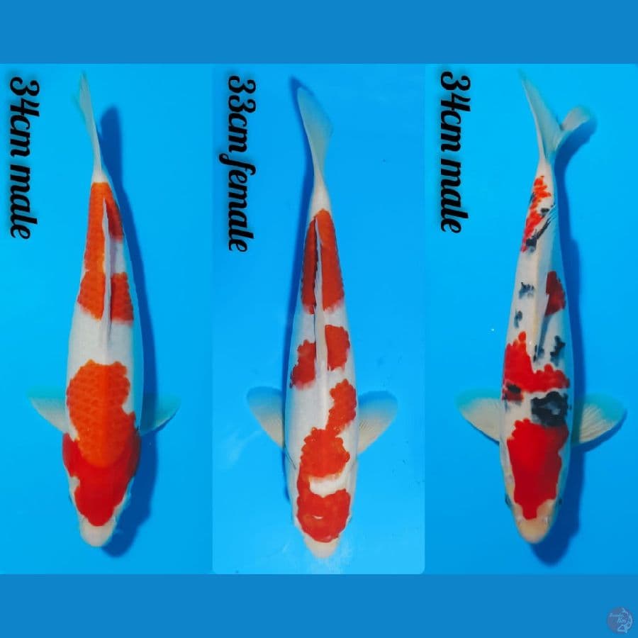 KOHAKU+SANKE 33 34CM