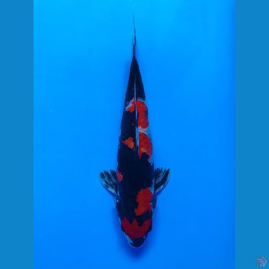 showa SQ 35cm male