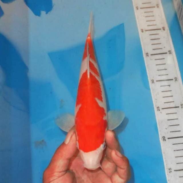 KOHAKU