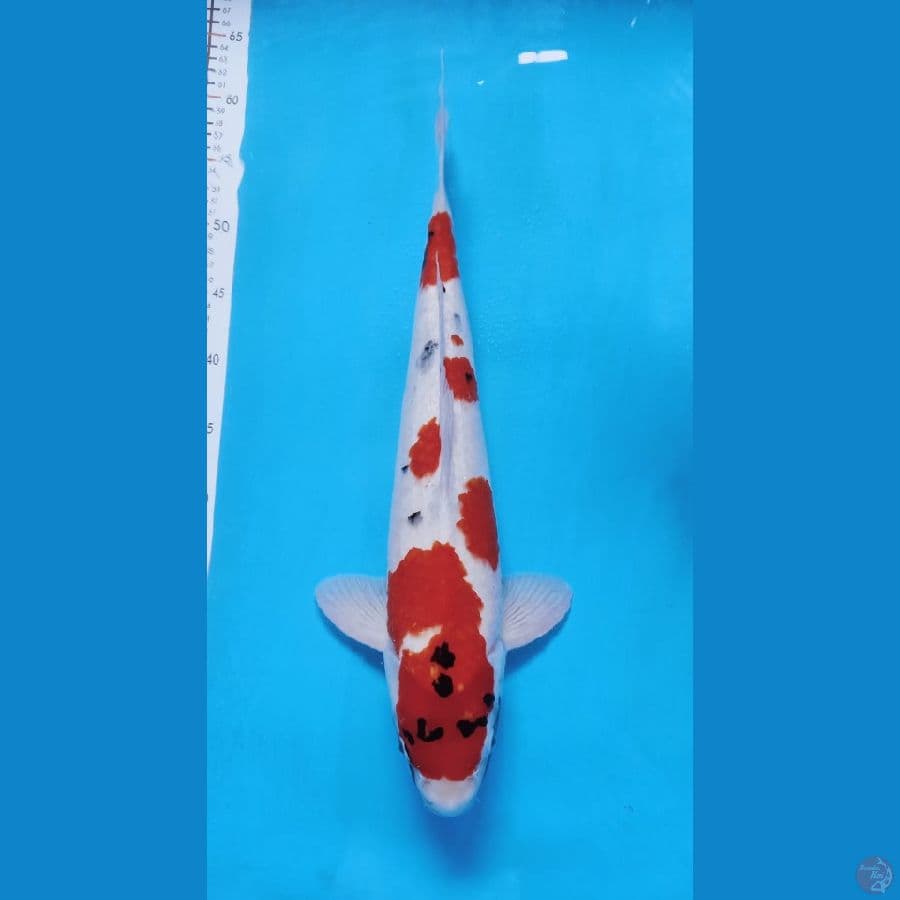 kindai showa 50cm male