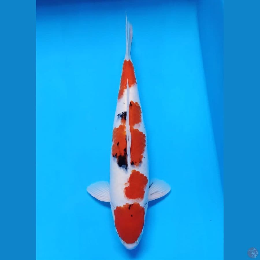 sanke male 50cm