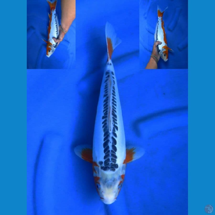 36cm , HQ Shusui