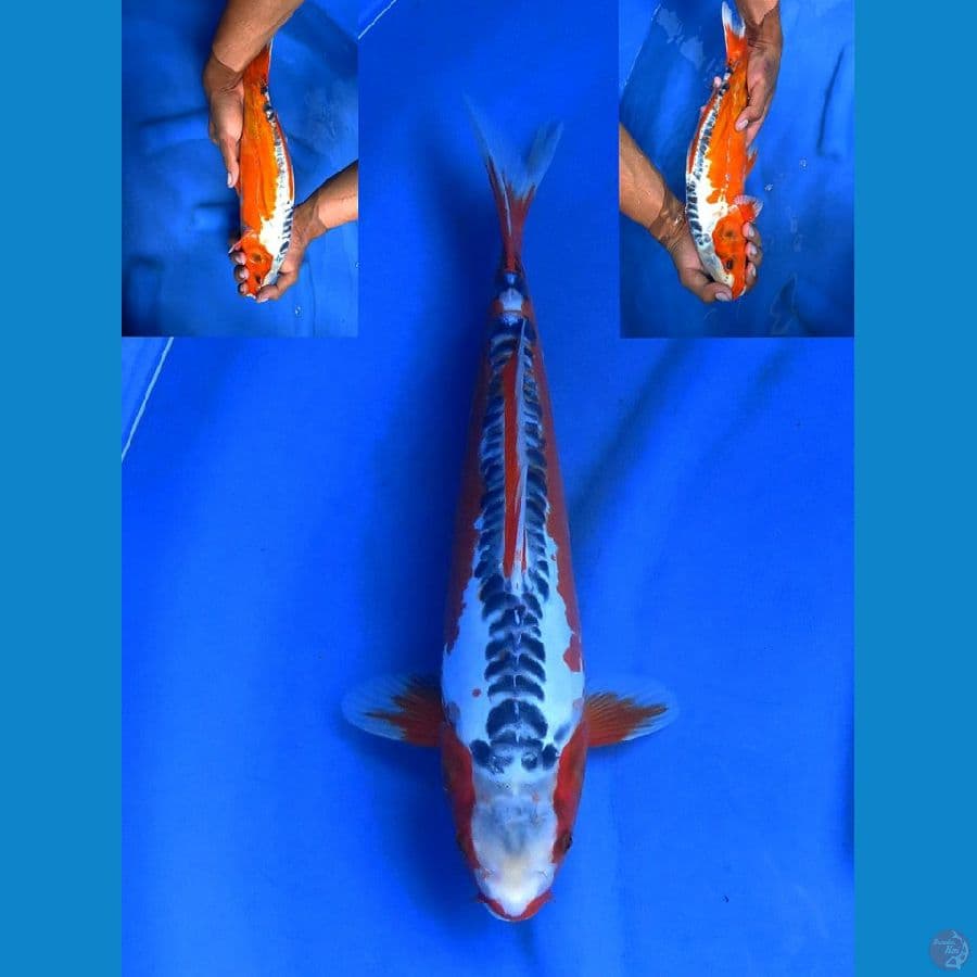 sQ shusui 33cm ,