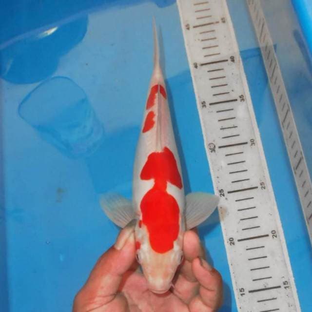 KOHAKU ABSTRAK