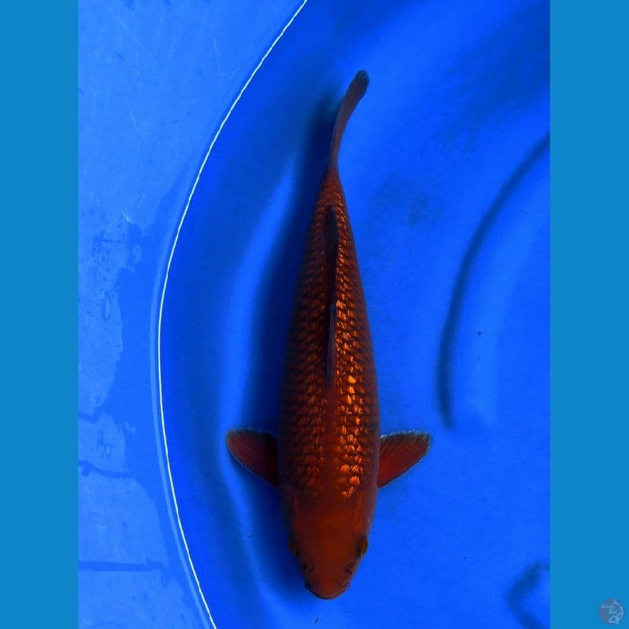 40cm , male chagoi SQ