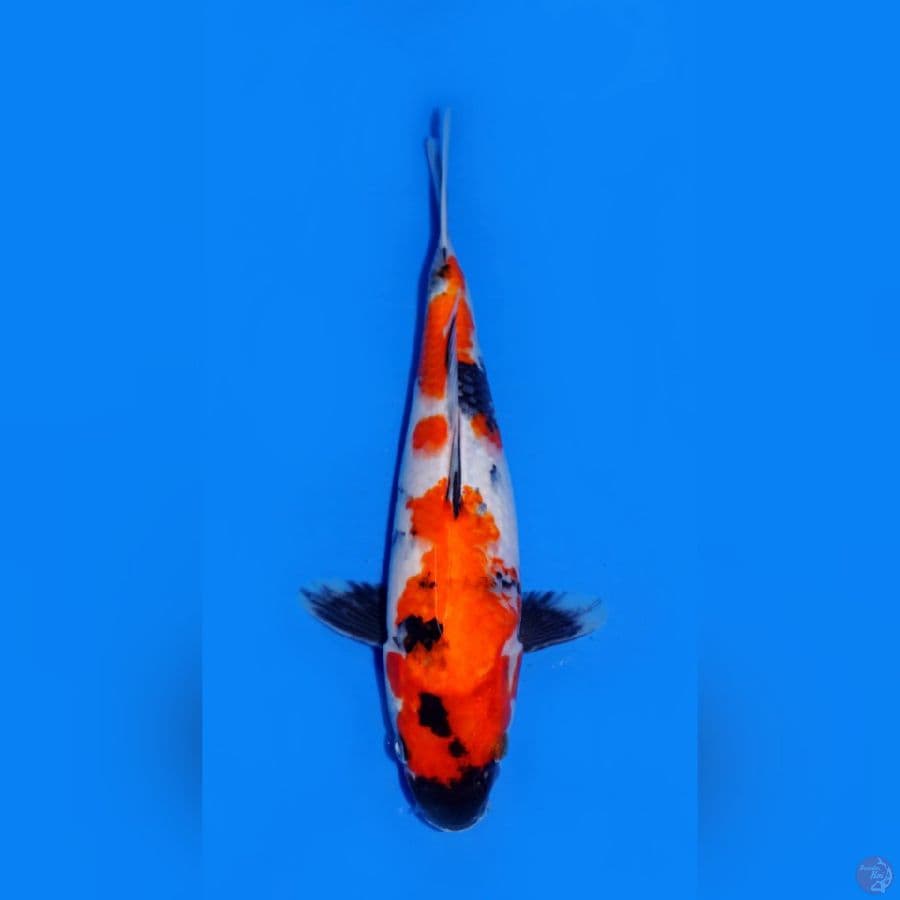 SHOWA 25CM