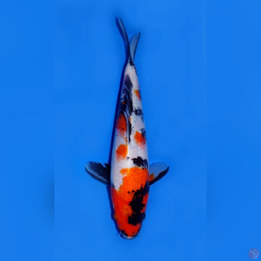 SHOWA 22CM