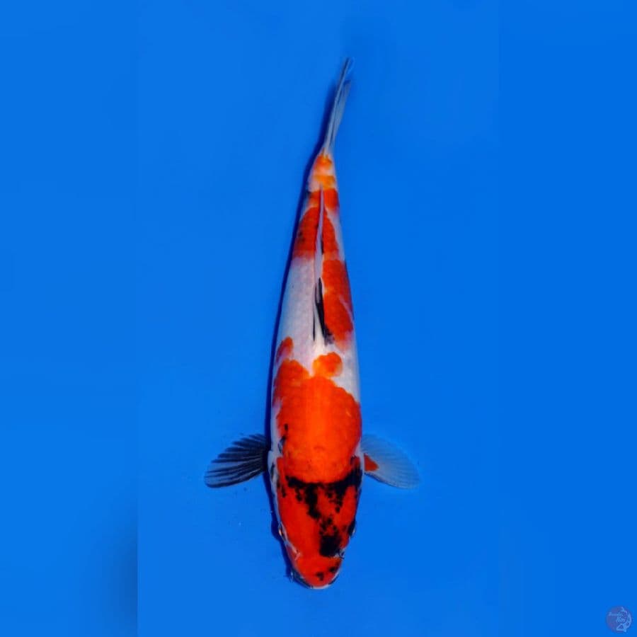SHOWA EVOLUTION 25CM