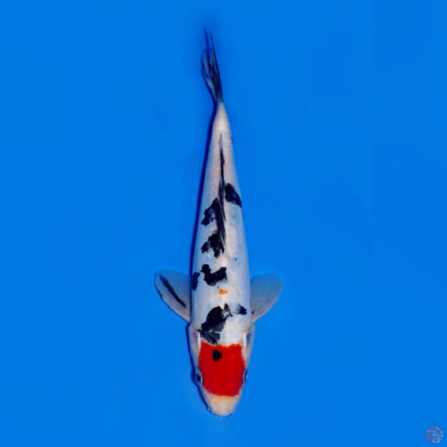 TANCHO SHOWA DOITSU 22CM