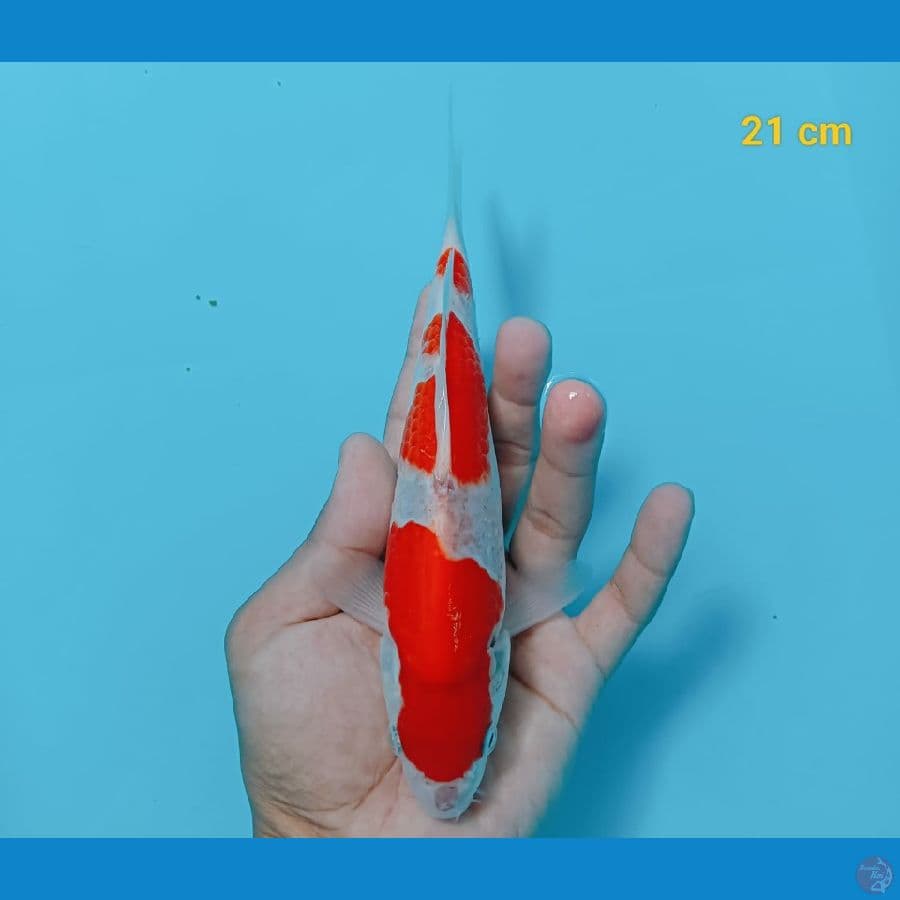 kohaku kohaku