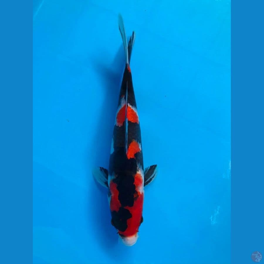 showa SQ 27cm male