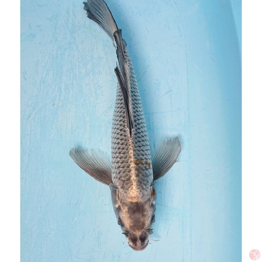 KUMPAY MUKASHI 37 CM