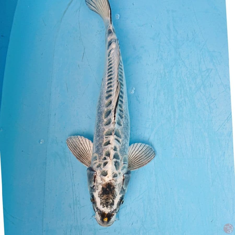 KIKO 34 CM