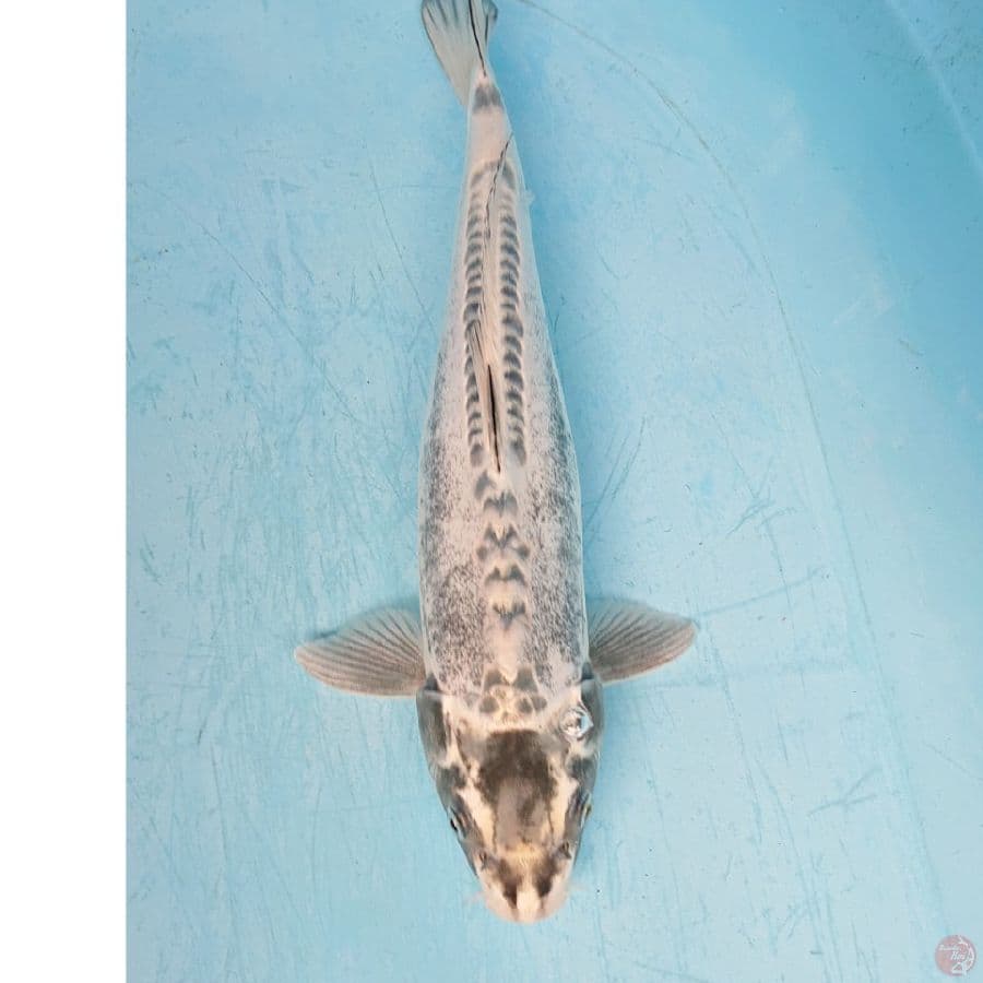 KIKO 34 CM