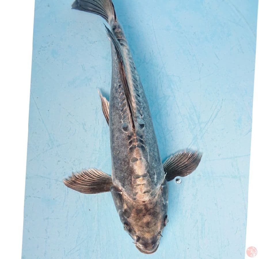 KIKO 35 cm