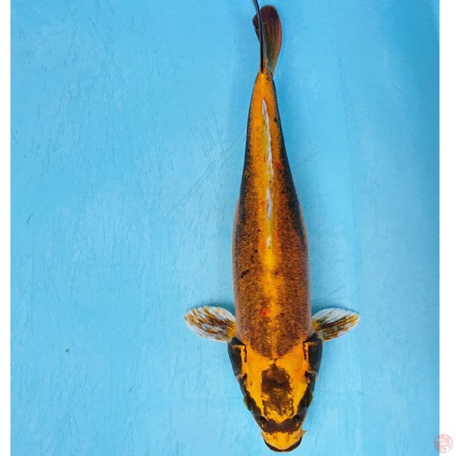 BANANA 31 CM