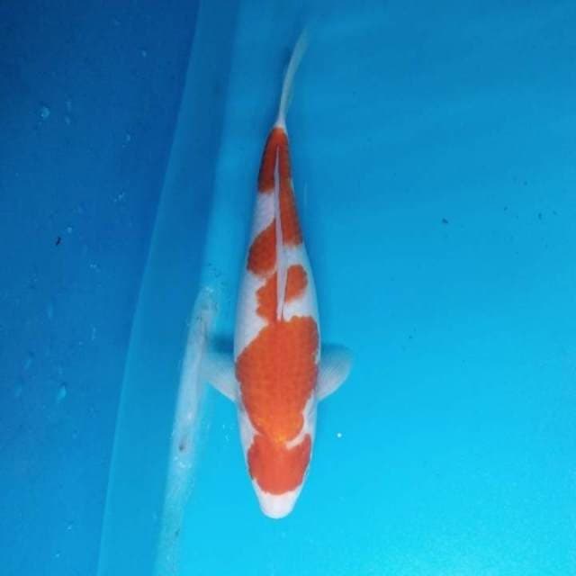Kohaku