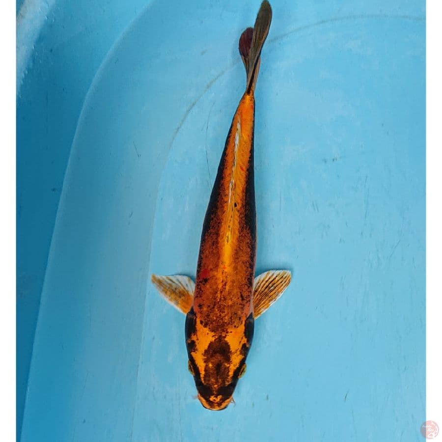 BANANA 29 CM