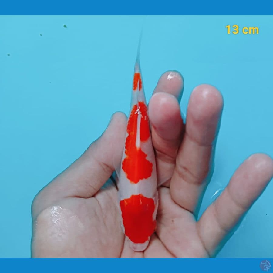 KOHAKU 13 cm