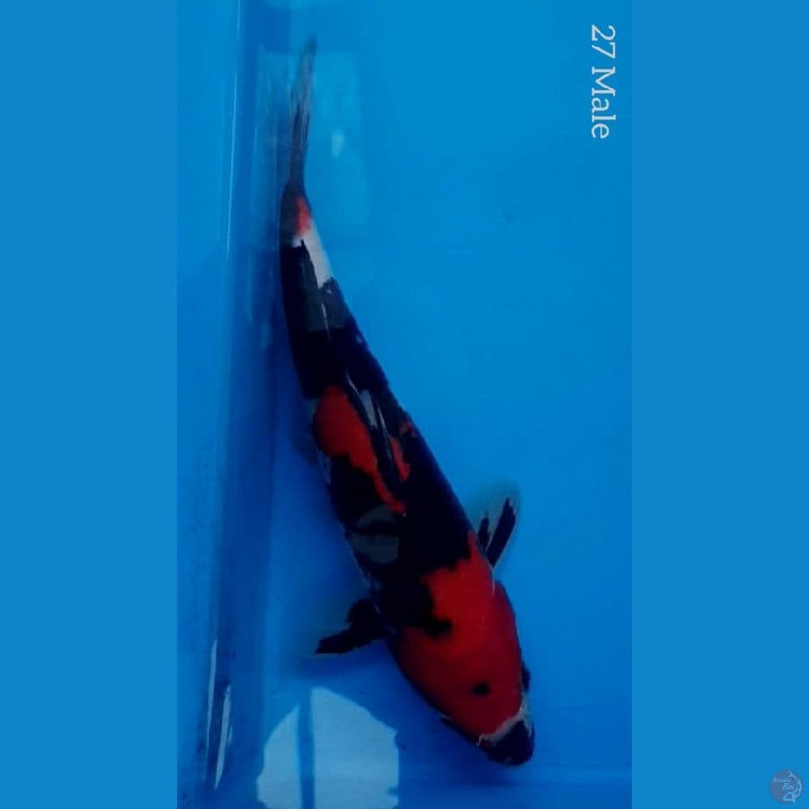 HI SHOWA Super Red Strong 27/Male