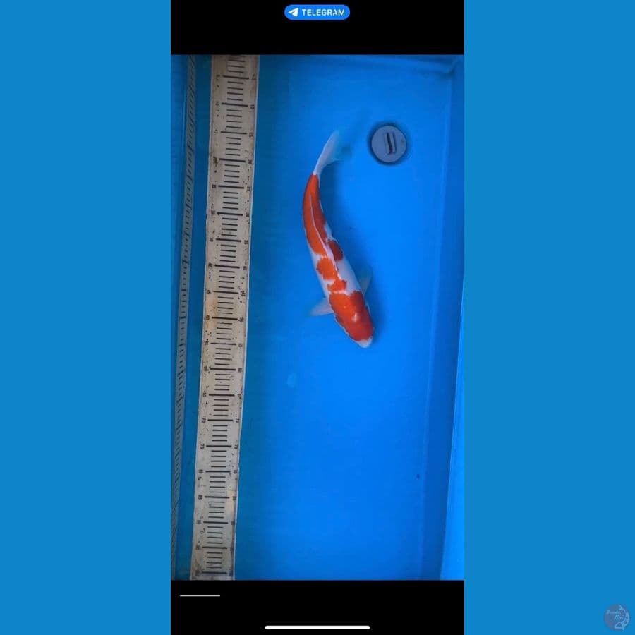 kohaku 44cm male