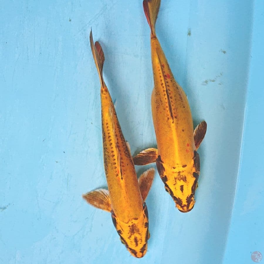 DUO BANANA 24 CM
