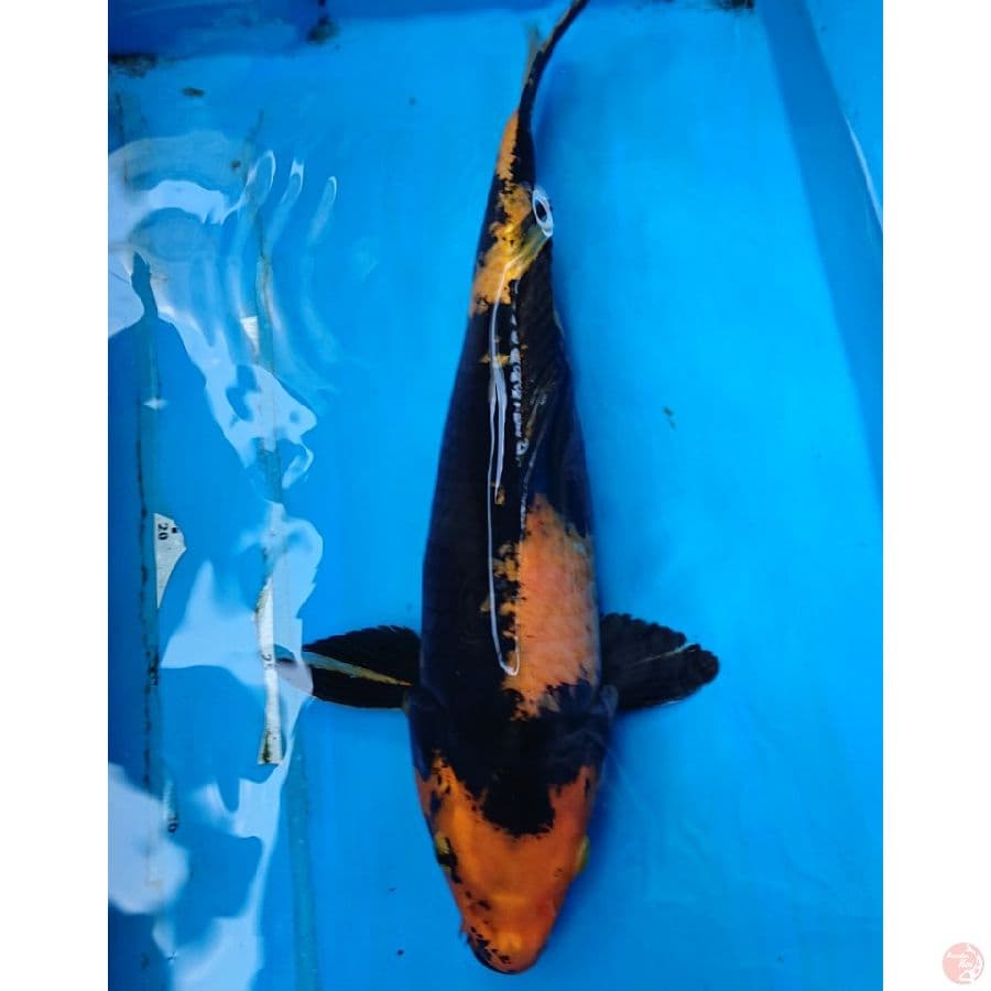 Hi UTSURI 36 cm