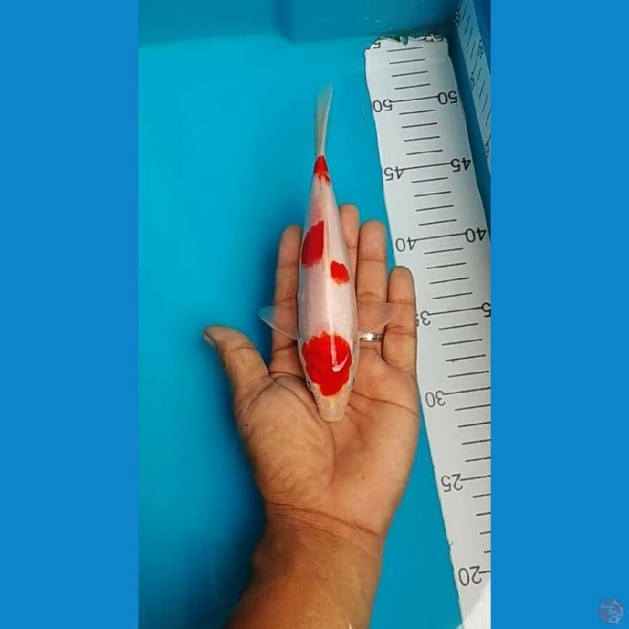 Kohaku 3 step