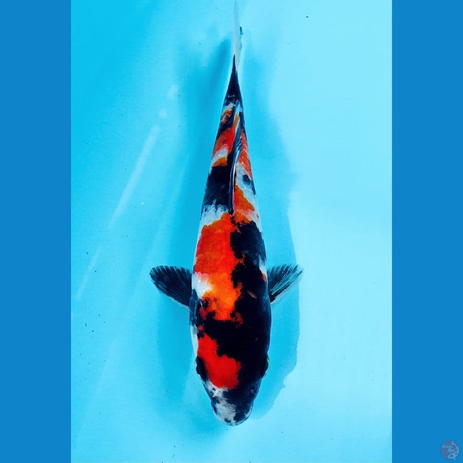 showa 16cm