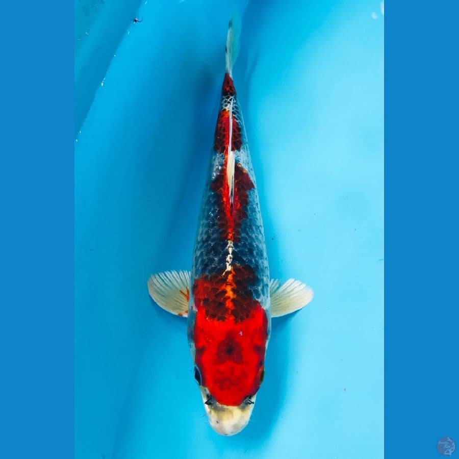 goshiki 25cm