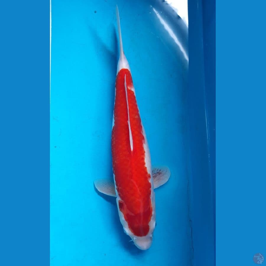 kohaku red strong