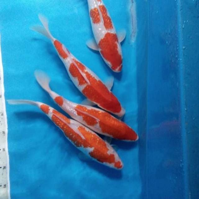 Kohaku Ginrin