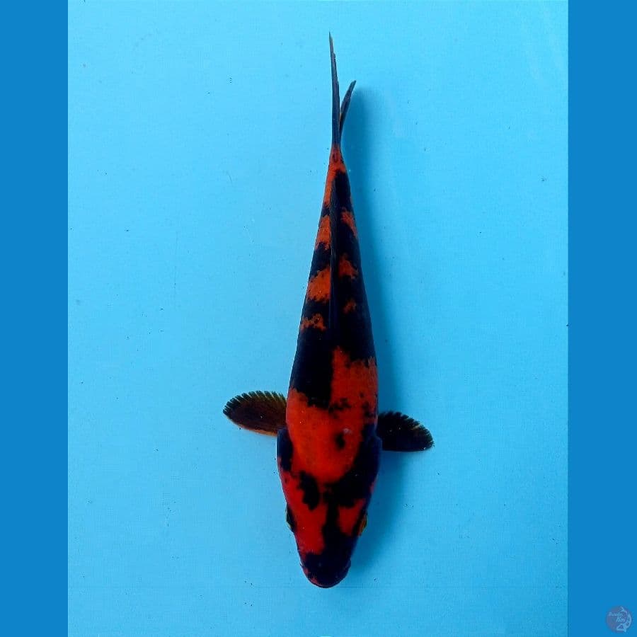 utsuri 16 cm