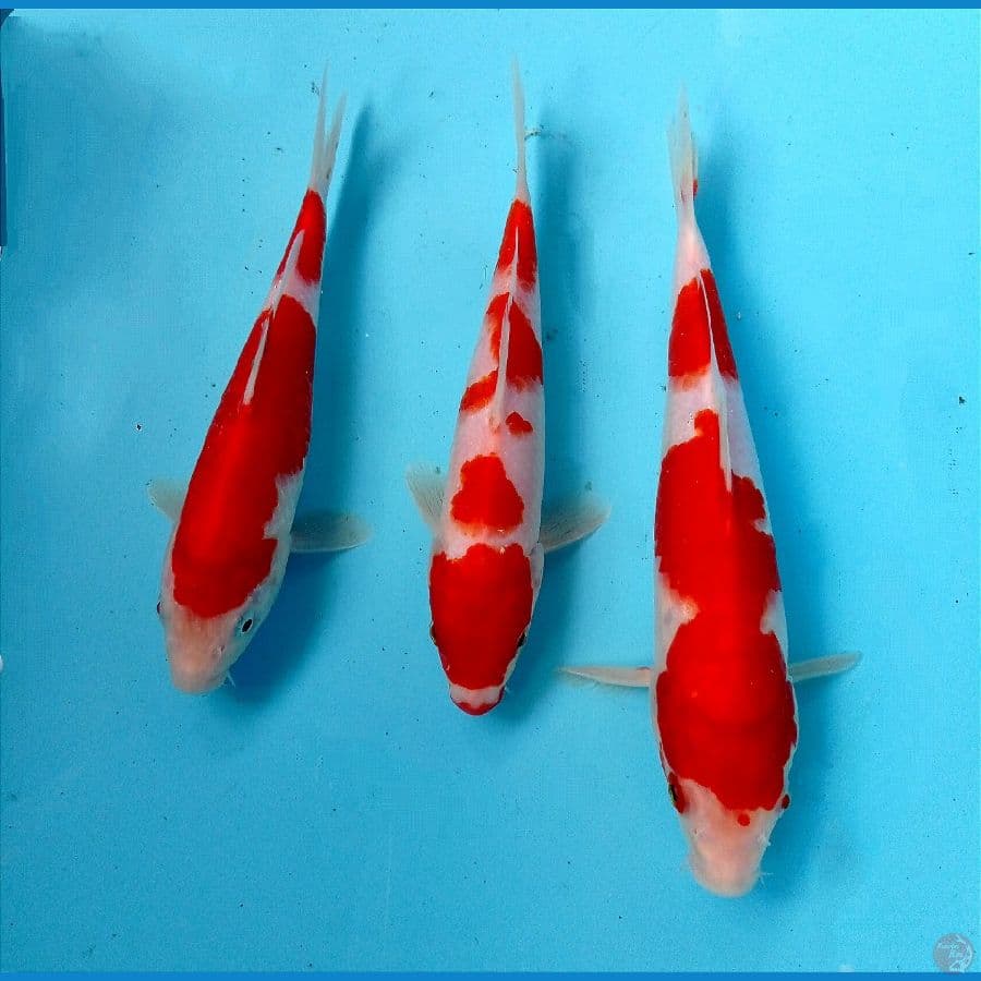 kohaku 20-24