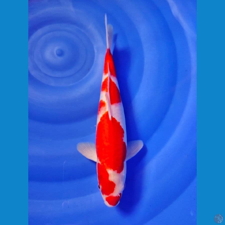 kohaku male 31cm