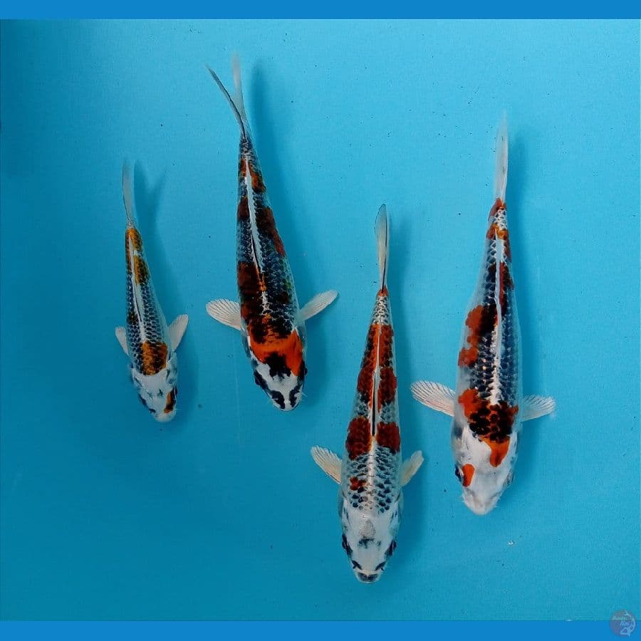 kujaku 12-17 cm