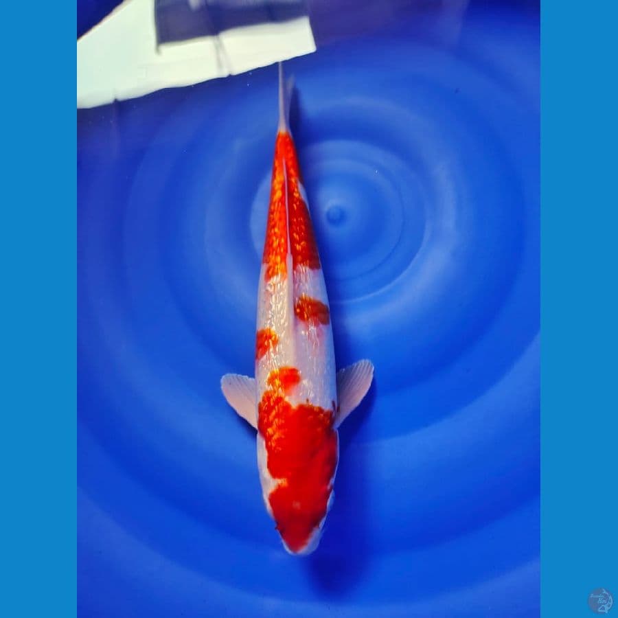 kohaku male 34cm