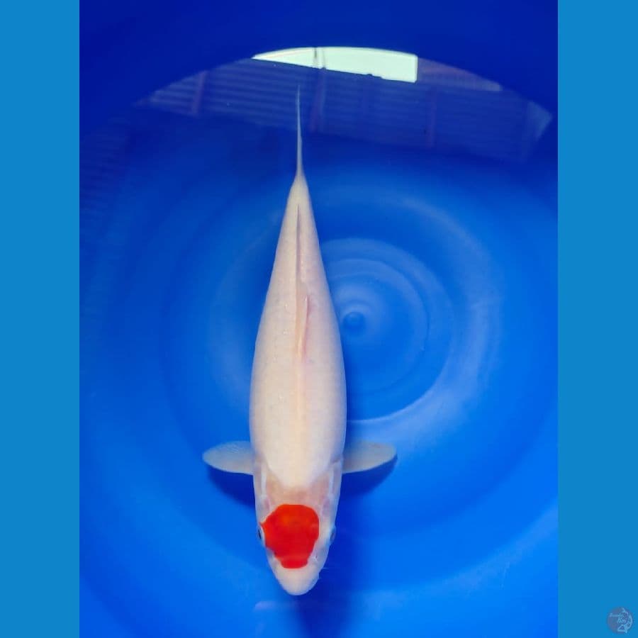 tanco 31cm
