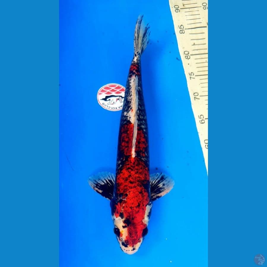 BENI MATSUKAWABAKE 43/Male