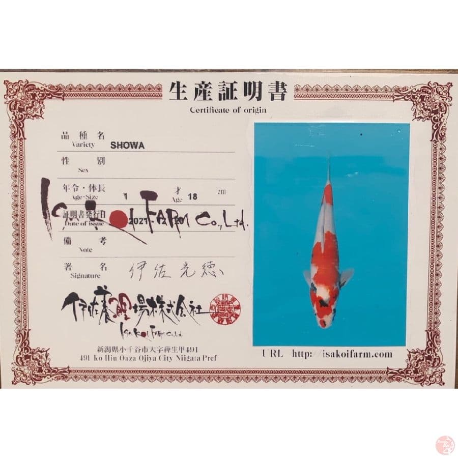 isa showa 34cm