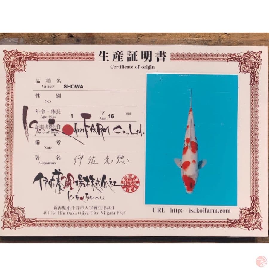 isa showa 35cm