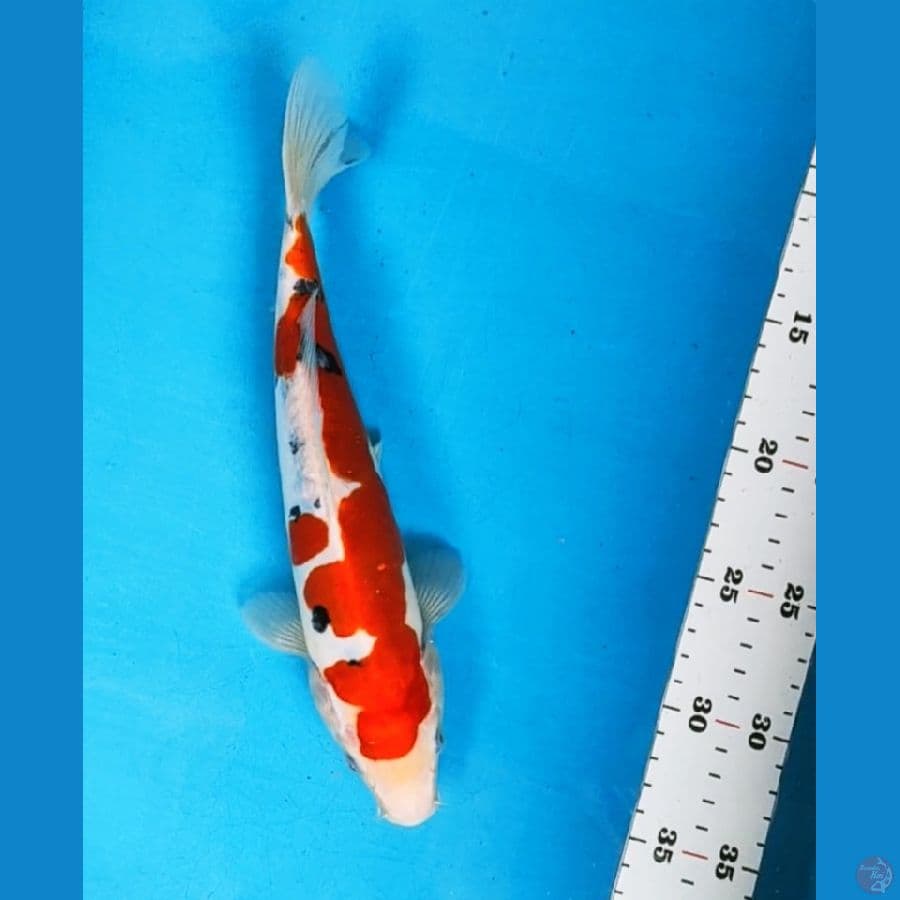 doitsu sanke 27cm