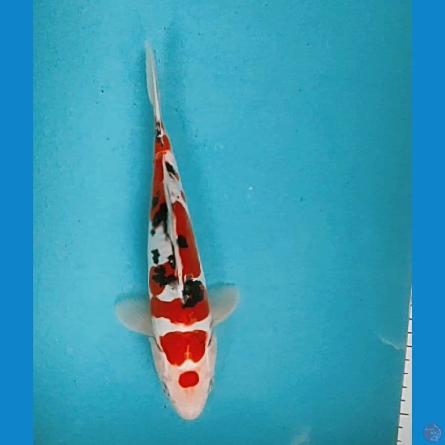 MARUTEN DOIT ORI 27CM