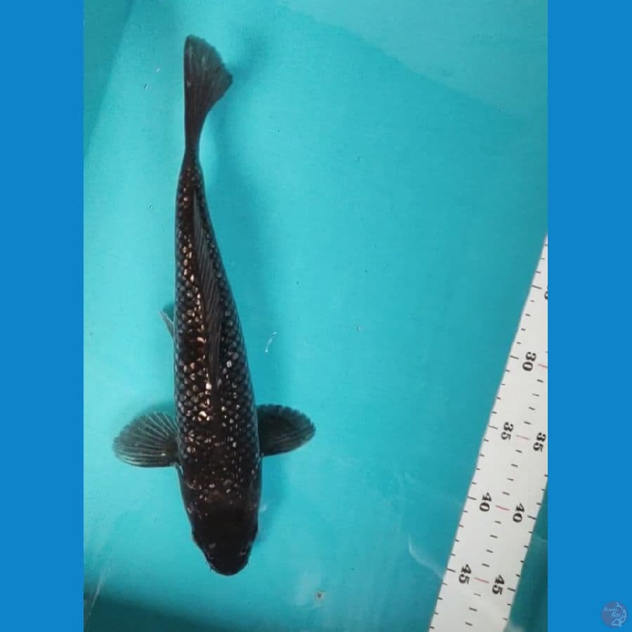kawari ginrin 33cm